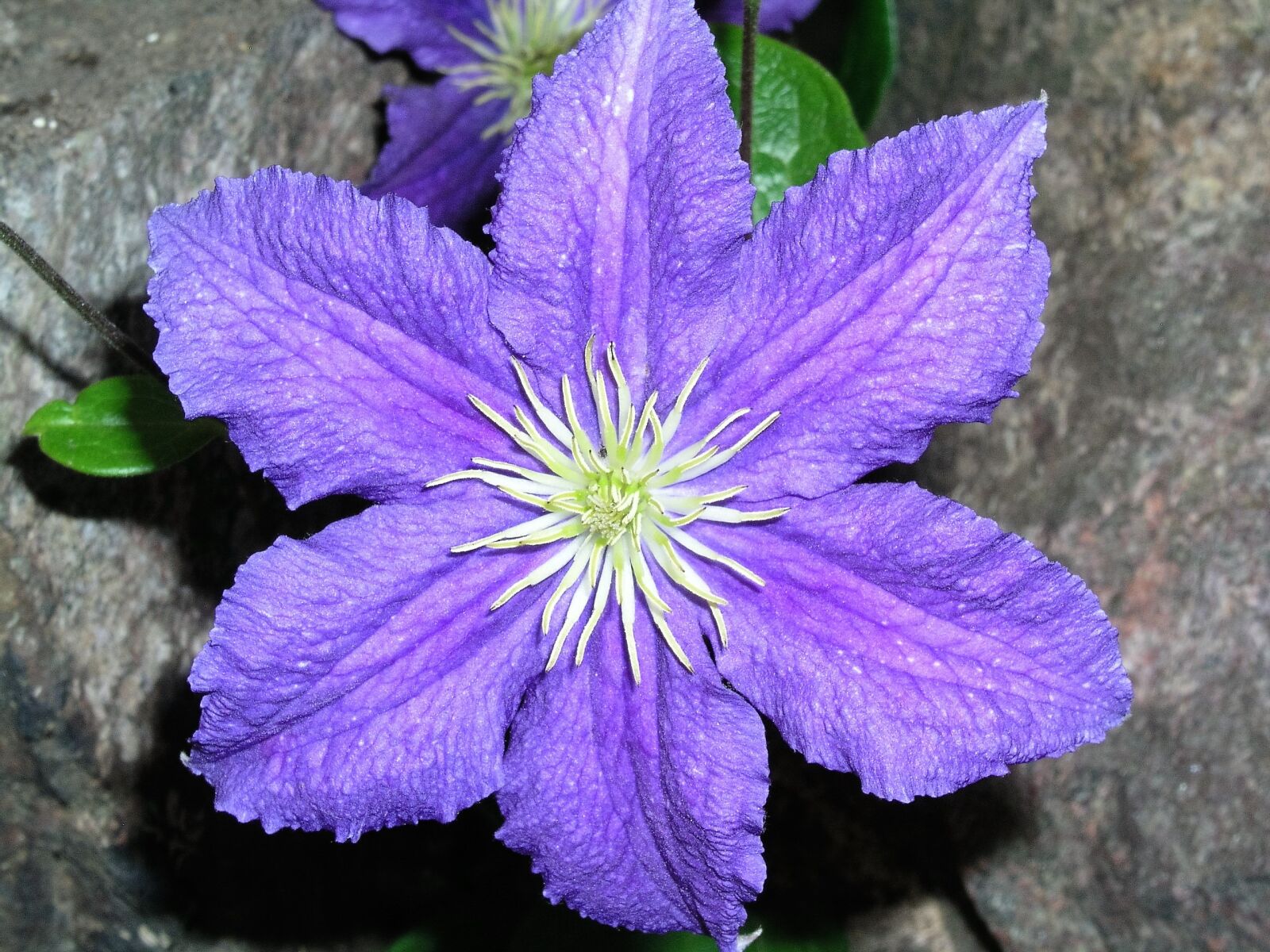 Olympus C5050Z sample photo. Flower, bloom, clematis photography