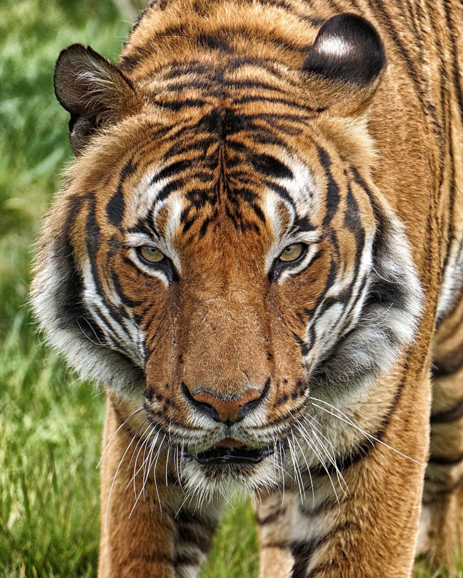 Sony E 55-210mm F4.5-6.3 OSS sample photo. Tiger malayan tiger, lonely photography
