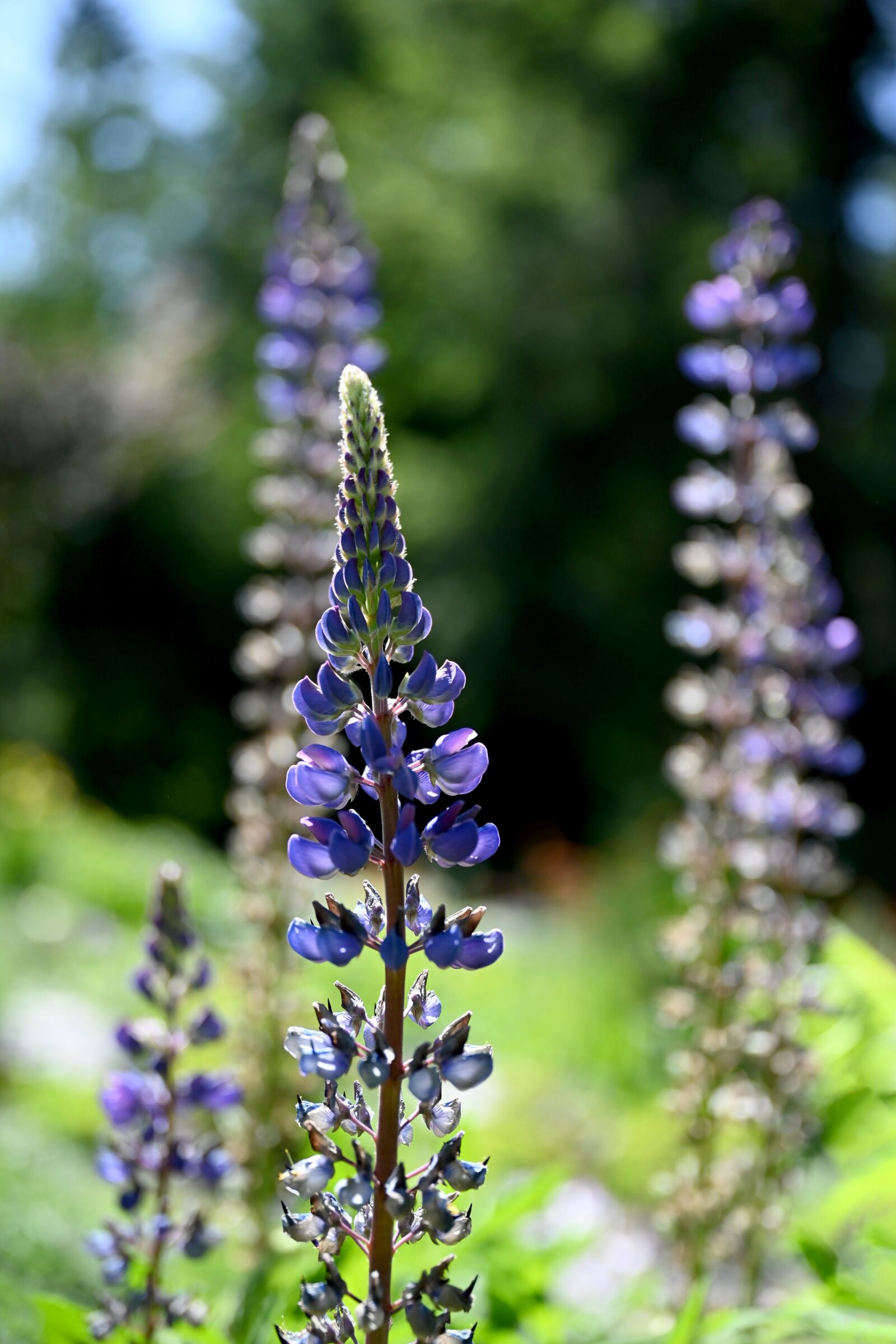 Nikon Nikkor Z 24-70mm F2.8 S sample photo. Lupine, flowers, blossom photography