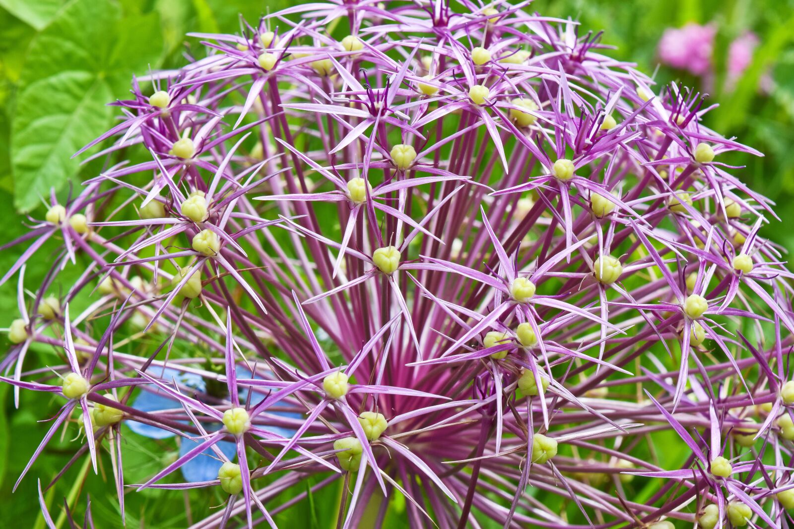 Nikon D3300 sample photo. Flower, plant, ornamental onion photography