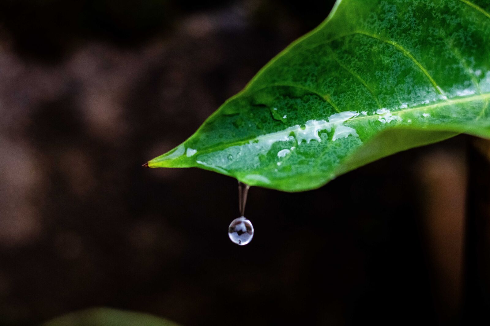 Canon EOS 750D (EOS Rebel T6i / EOS Kiss X8i) + Canon EF 50mm F1.8 STM sample photo. Leaf, water droplets, green photography