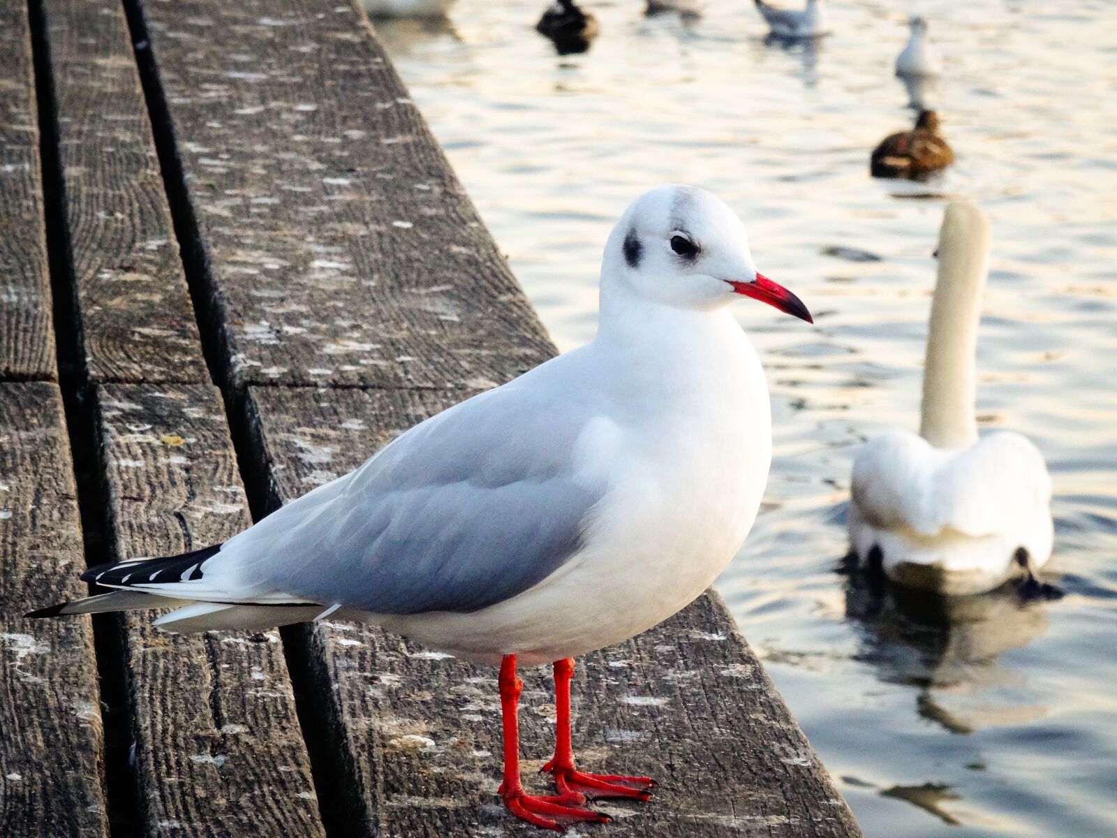 Sony Cyber-shot DSC-HX50V sample photo. Seagull, bird, nature photography
