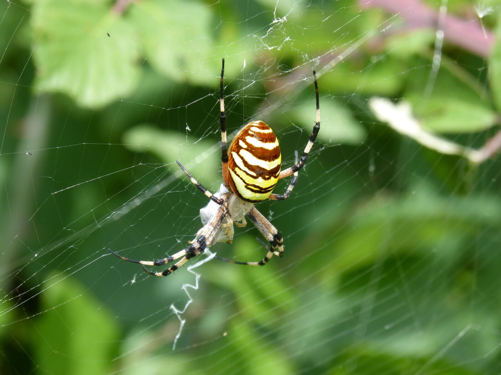 Panasonic DMC-FZ62 sample photo. Spider tiger, wasp spider photography