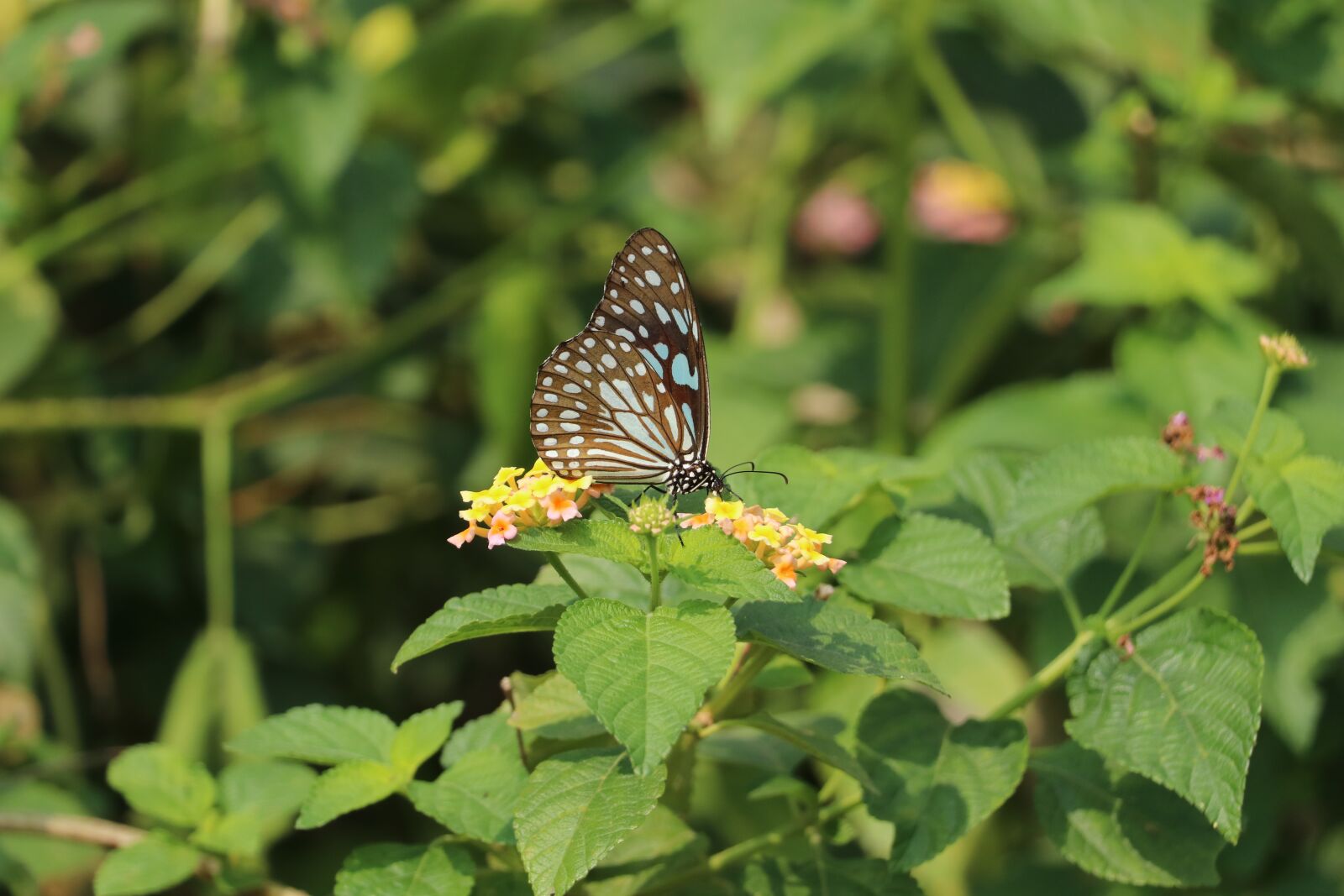 Canon EF-S 18-135mm F3.5-5.6 IS USM sample photo. Butterflies, indian butterflies, insects photography