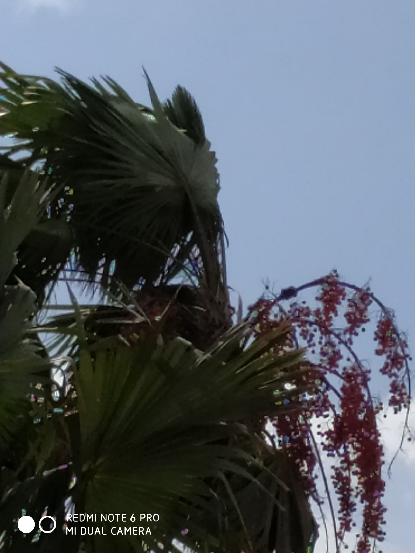 Xiaomi Redmi Note 6 Pro sample photo. Palm tree, tree, nature photography