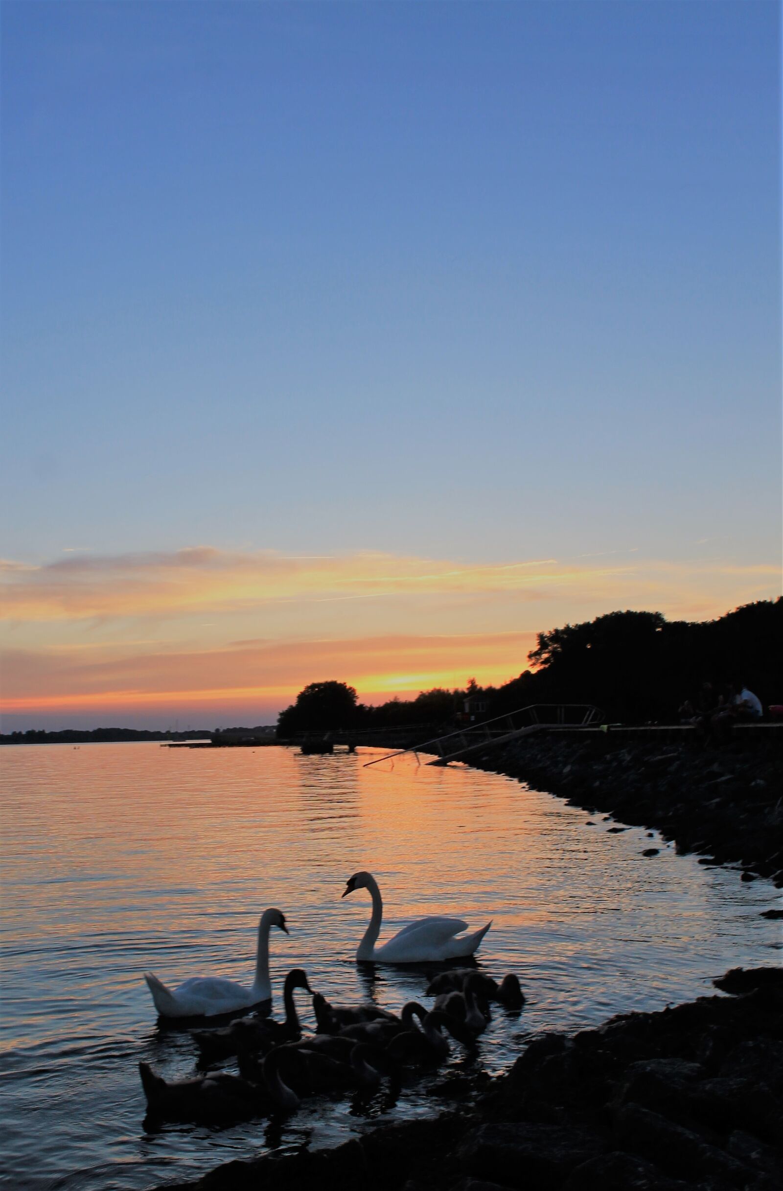 Canon EOS 1100D (EOS Rebel T3 / EOS Kiss X50) sample photo. Sunset, baltic sea, swans photography