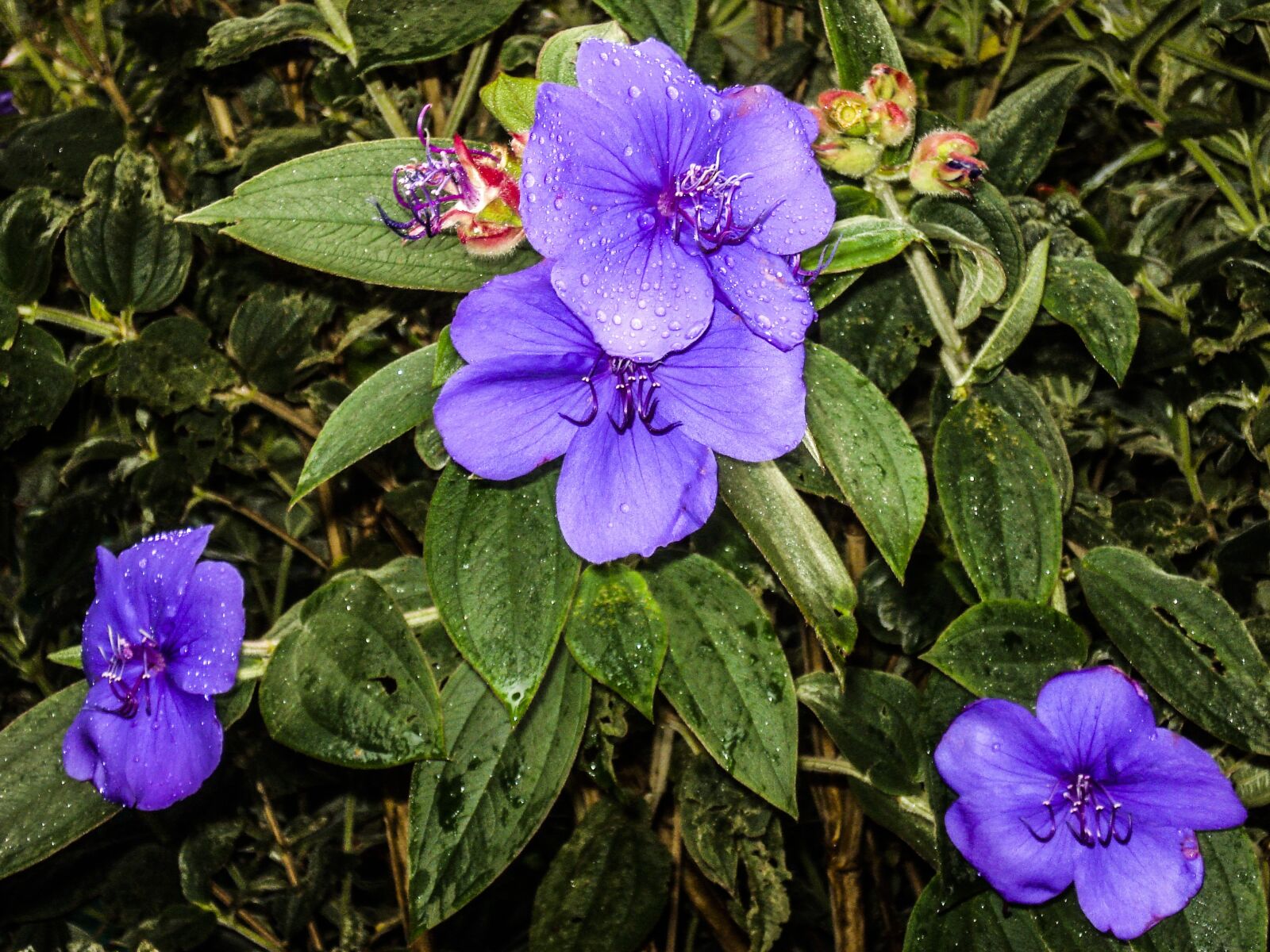 Sony DSC-W35 sample photo. Flower, lilac, plant photography