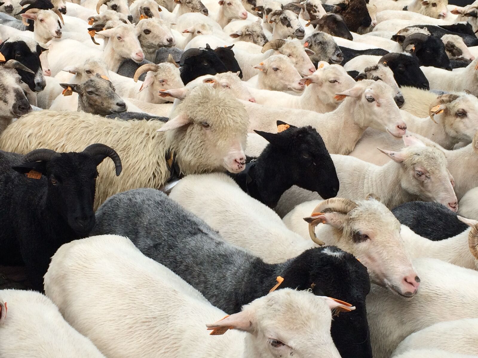iPhone 5s back camera 4.15mm f/2.2 sample photo. Sheep, black sheep, animals photography
