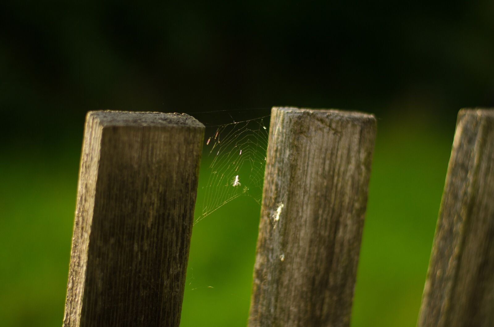 Nikon D7000 sample photo. Fence, web, spider photography