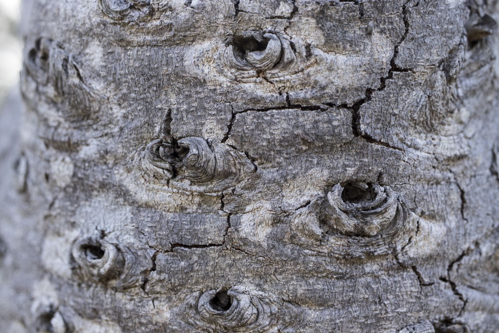 Canon EF-S 35mm F2.8 Macro IS STM sample photo. Tree, holes, pits photography