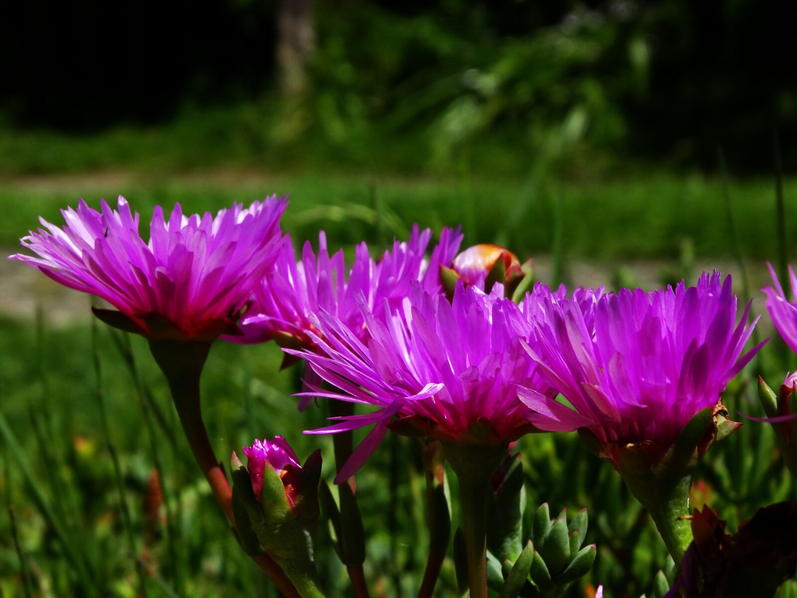 Sony Cyber-shot DSC-HX300 sample photo. Sunshine, flower, garden photography