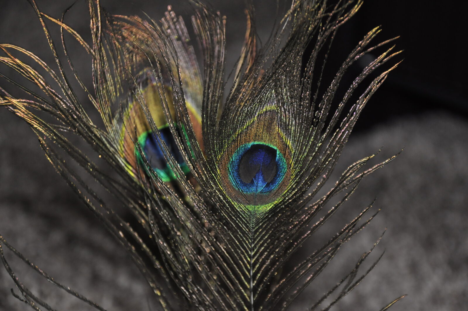 Nikon D90 sample photo. Feather, feathers, night, peacock photography