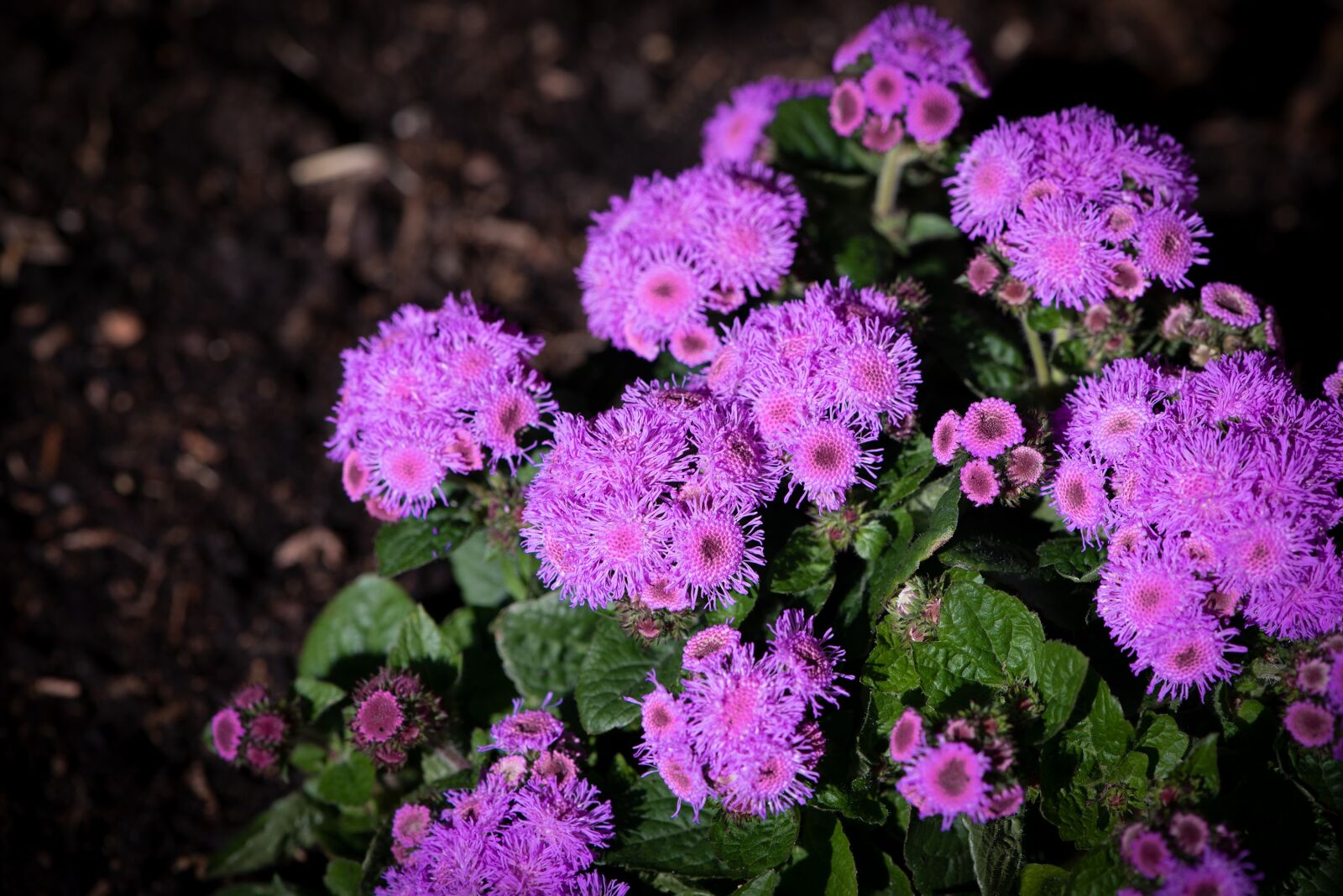 Nikon D750 sample photo. Flowers, violet, garden photography