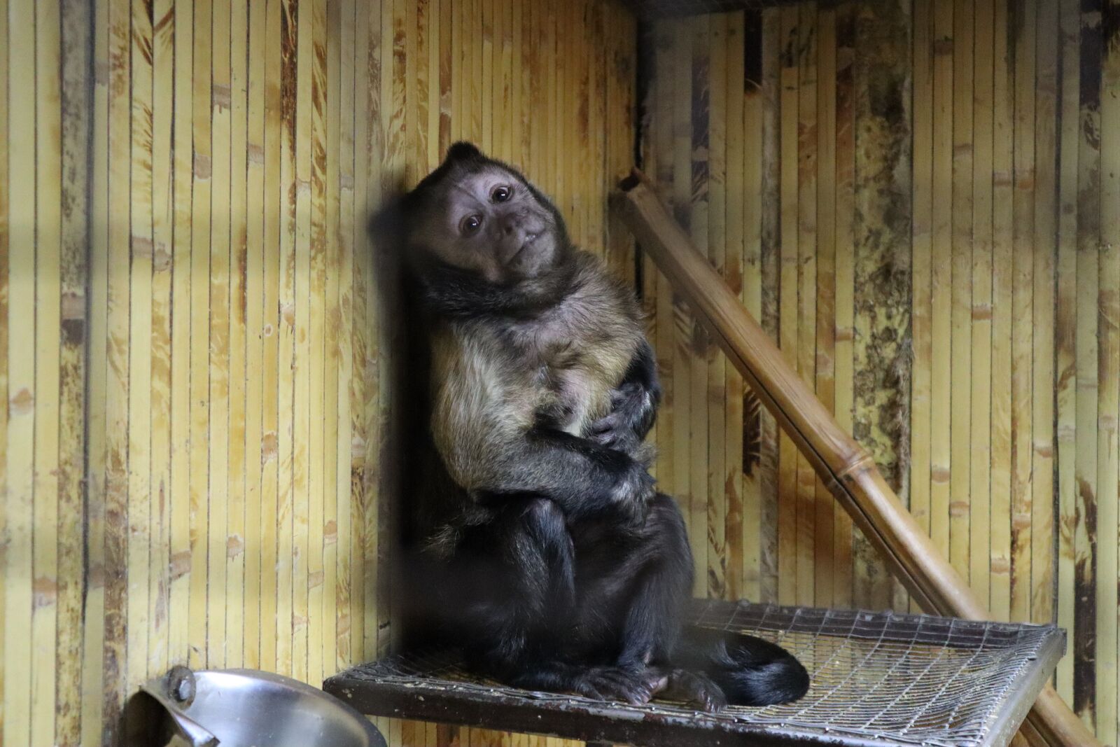 Canon EOS M50 (EOS Kiss M) sample photo. Brown capuchin, monkey, capuchin photography