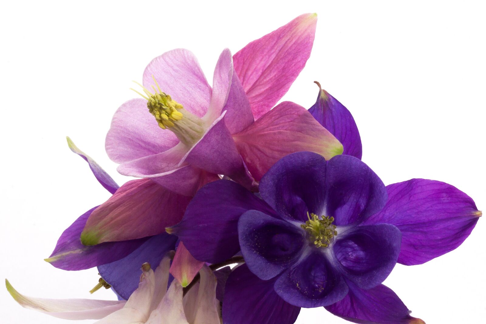 Canon EOS 50D sample photo. Columbine, aquilegia, genus photography