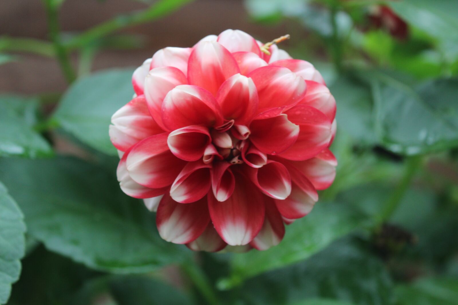 Canon EOS 600D (Rebel EOS T3i / EOS Kiss X5) sample photo. Flower, red, plant photography
