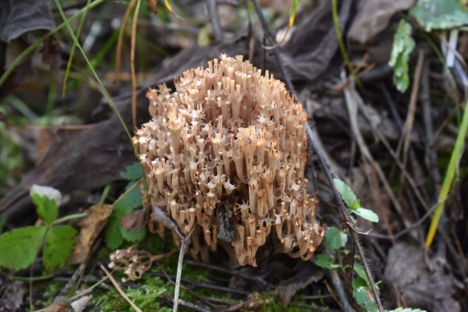 Nikon D3400 sample photo. Mushroom, noodles, forest photography