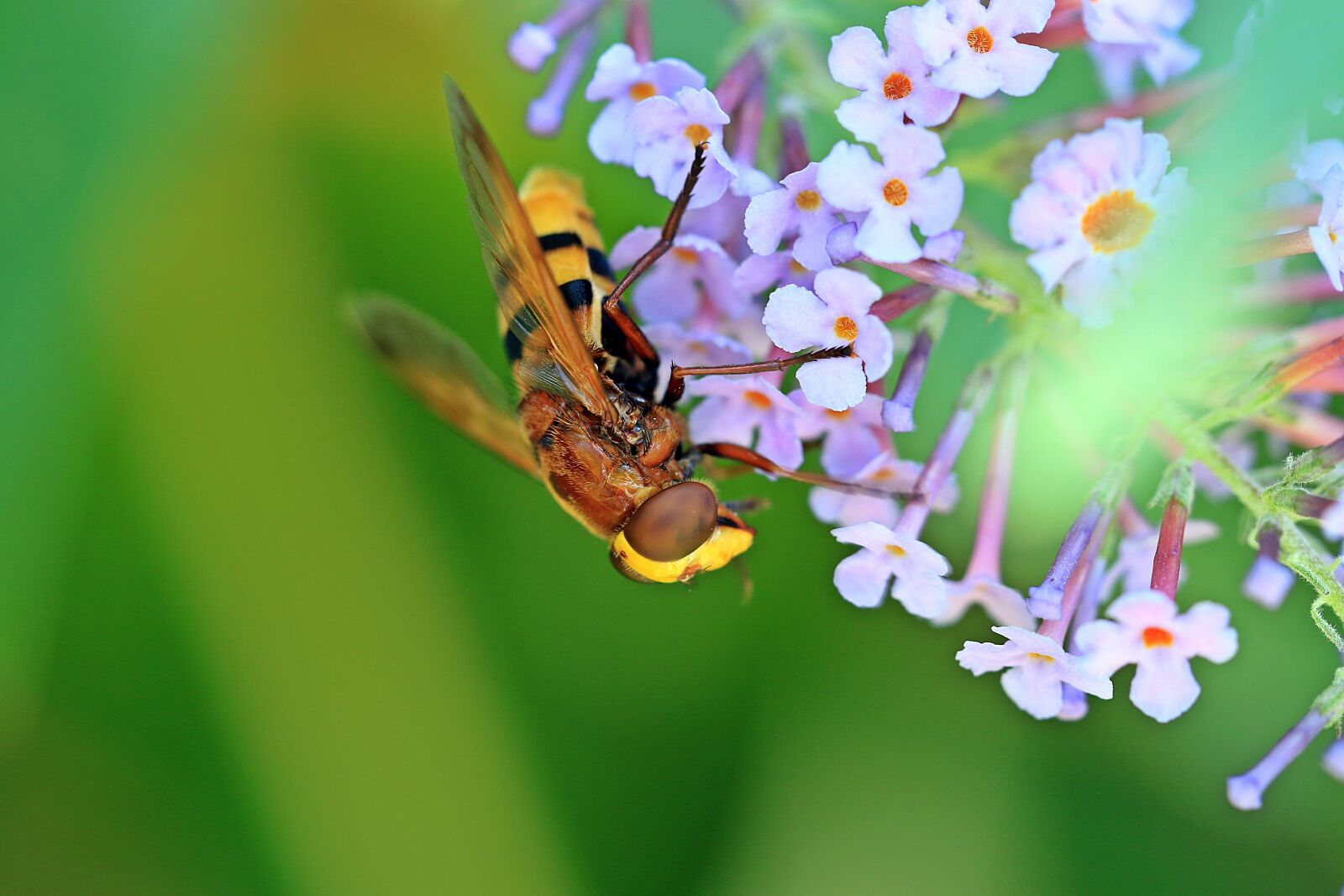 Canon EOS 7D Mark II sample photo. Osa, eye, insect photography