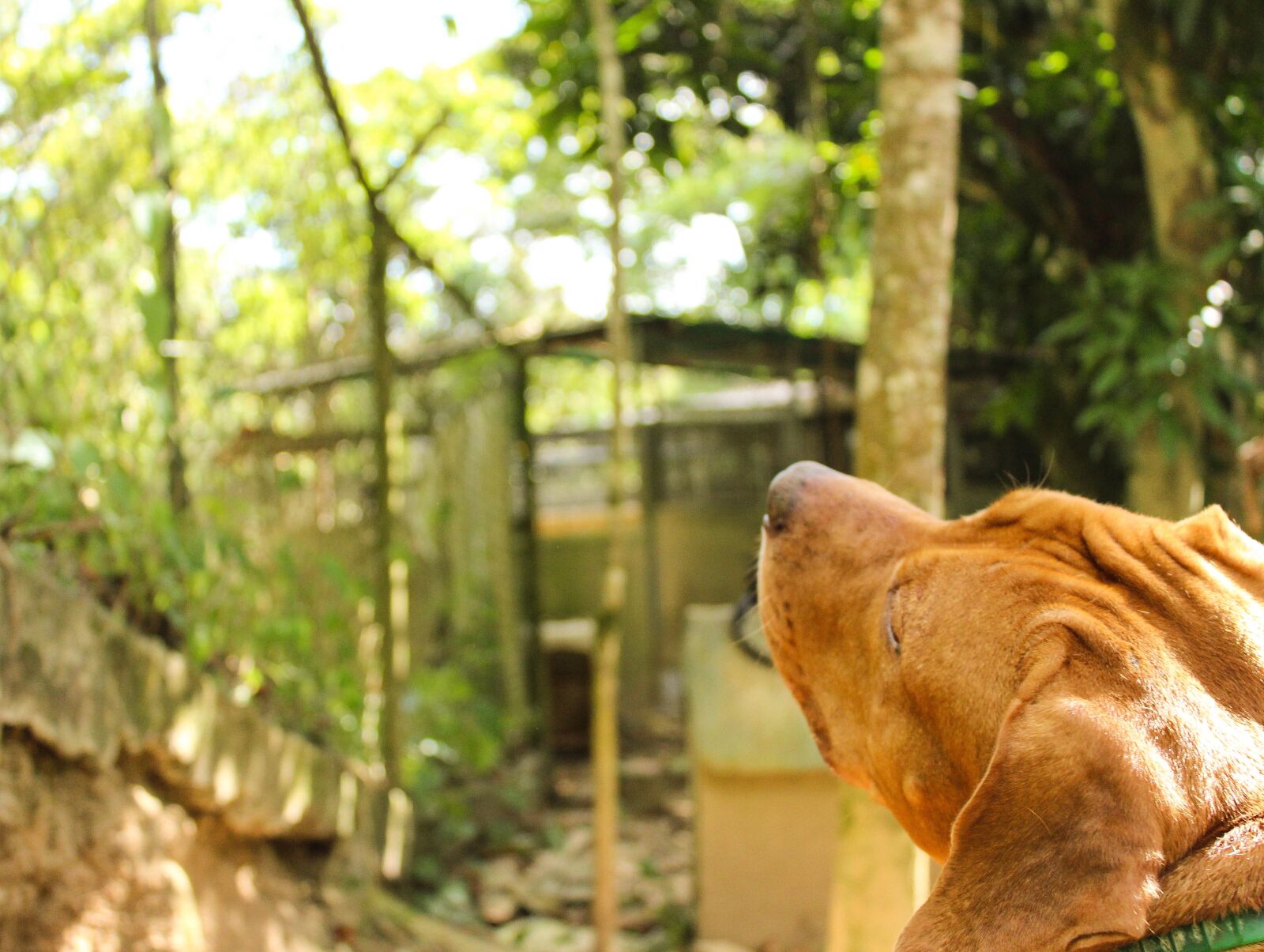 Canon EOS 600D (Rebel EOS T3i / EOS Kiss X5) sample photo. Dog, pitbull, animal photography