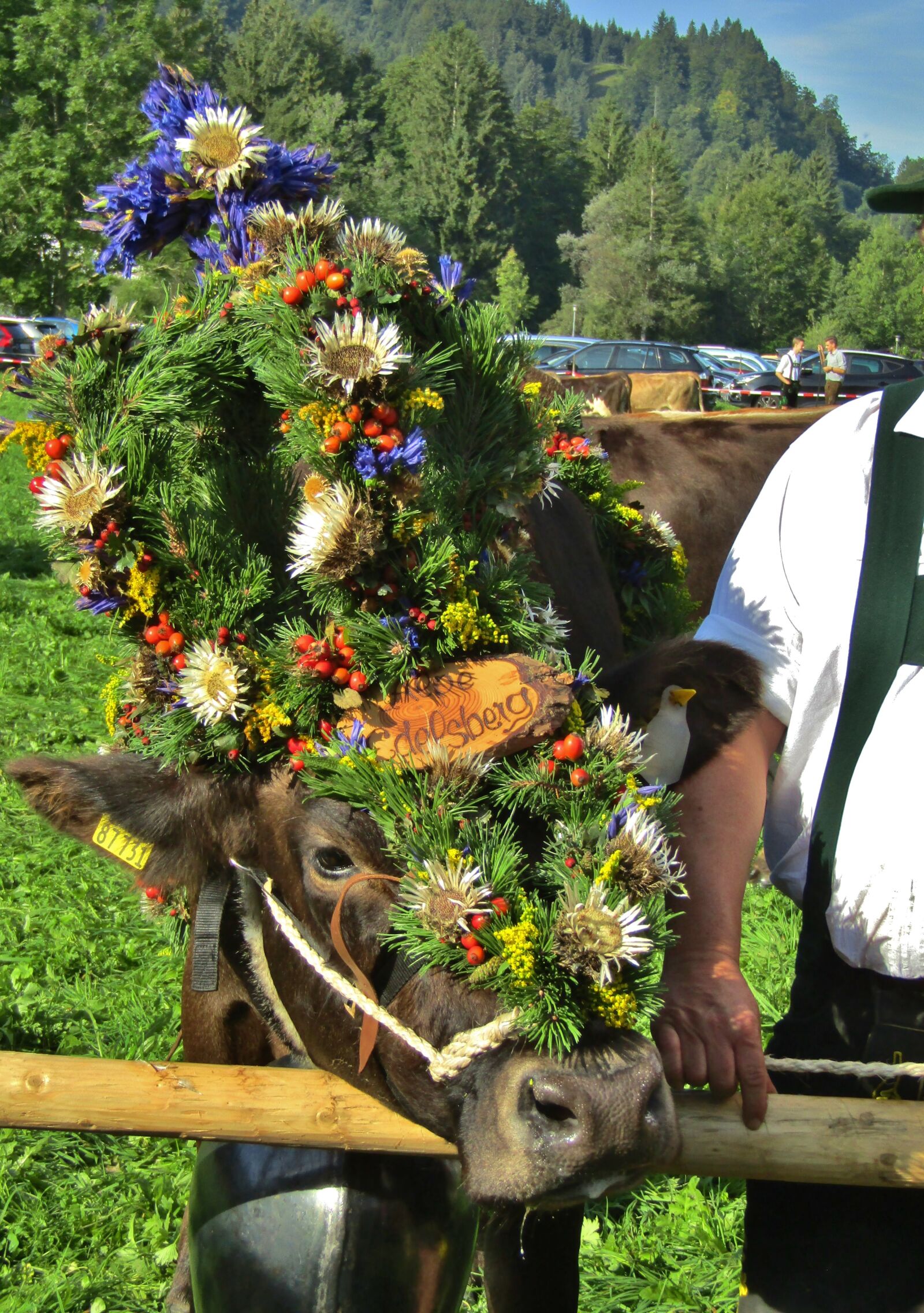 Canon POWERSHOT SX432 IS sample photo. Viehscheid, beef, tradition photography