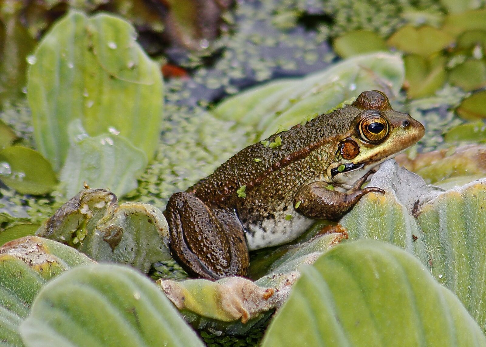 Canon EOS 450D (EOS Rebel XSi / EOS Kiss X2) sample photo. Frog, pond, amphibian photography