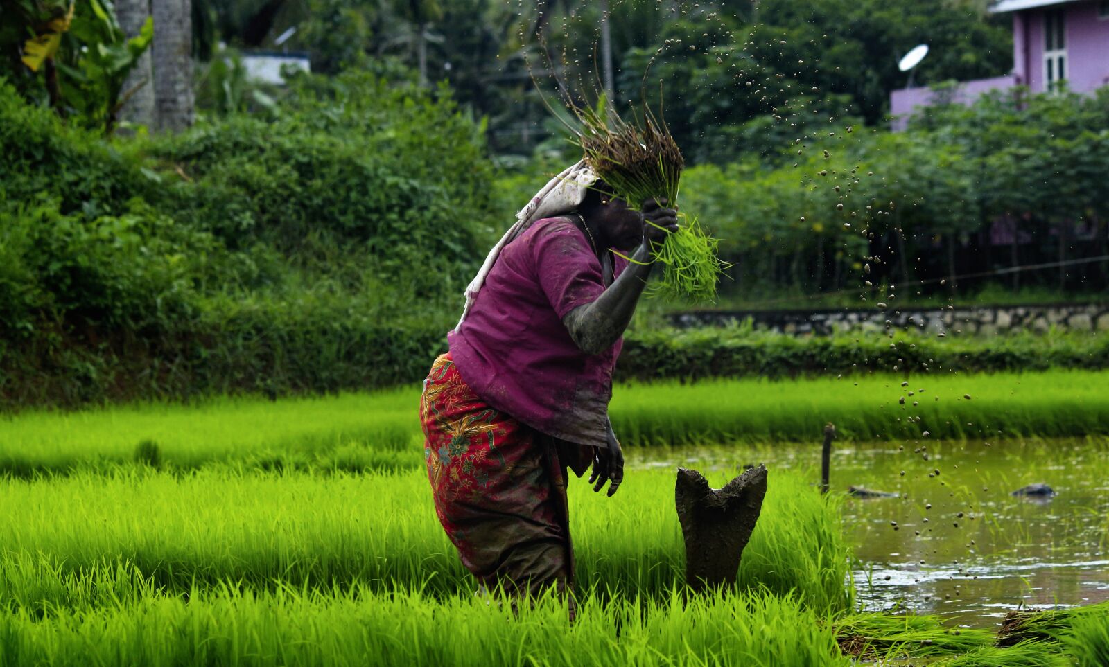 Canon EOS 700D (EOS Rebel T5i / EOS Kiss X7i) sample photo. Kerala, outdoor, cultivating photography