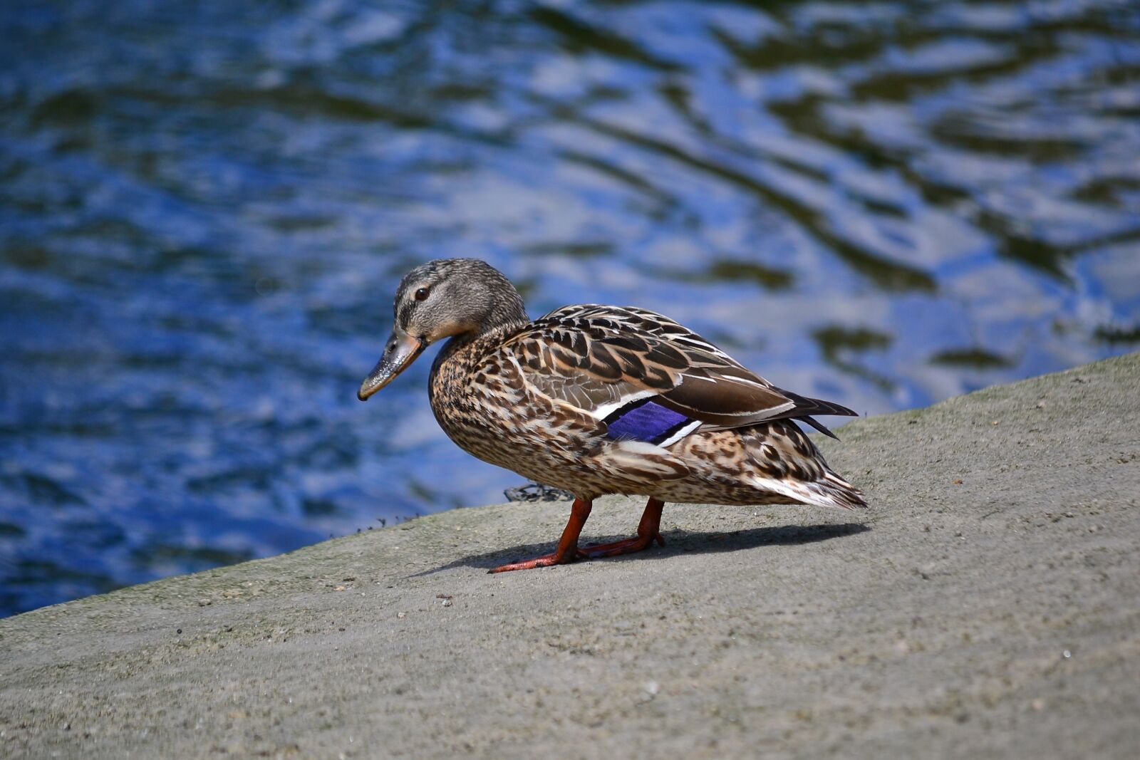 Nikon D3100 sample photo. Duck, ave, animals photography