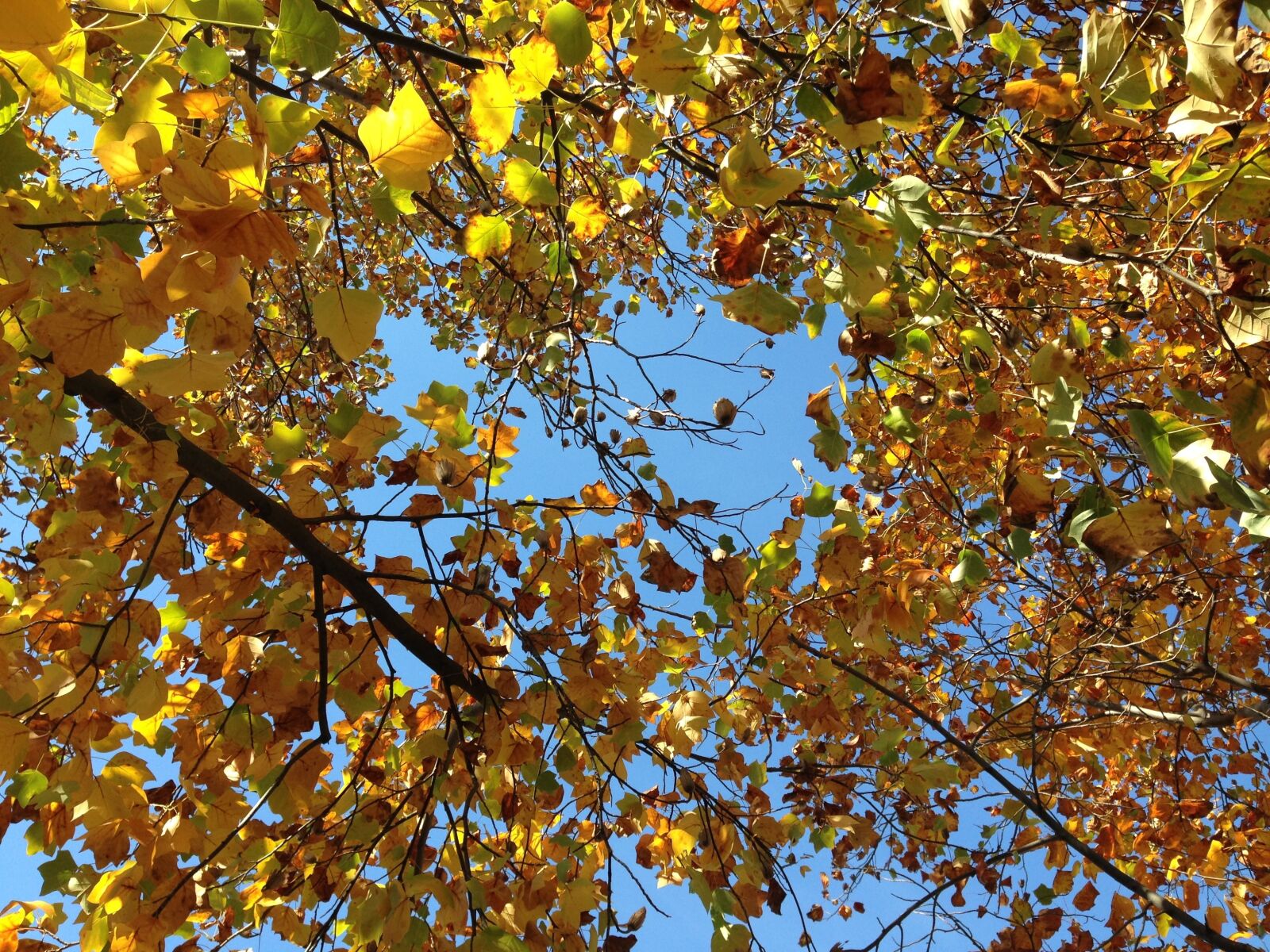 Apple iPhone 5 sample photo. Autumn, leaves, nature photography