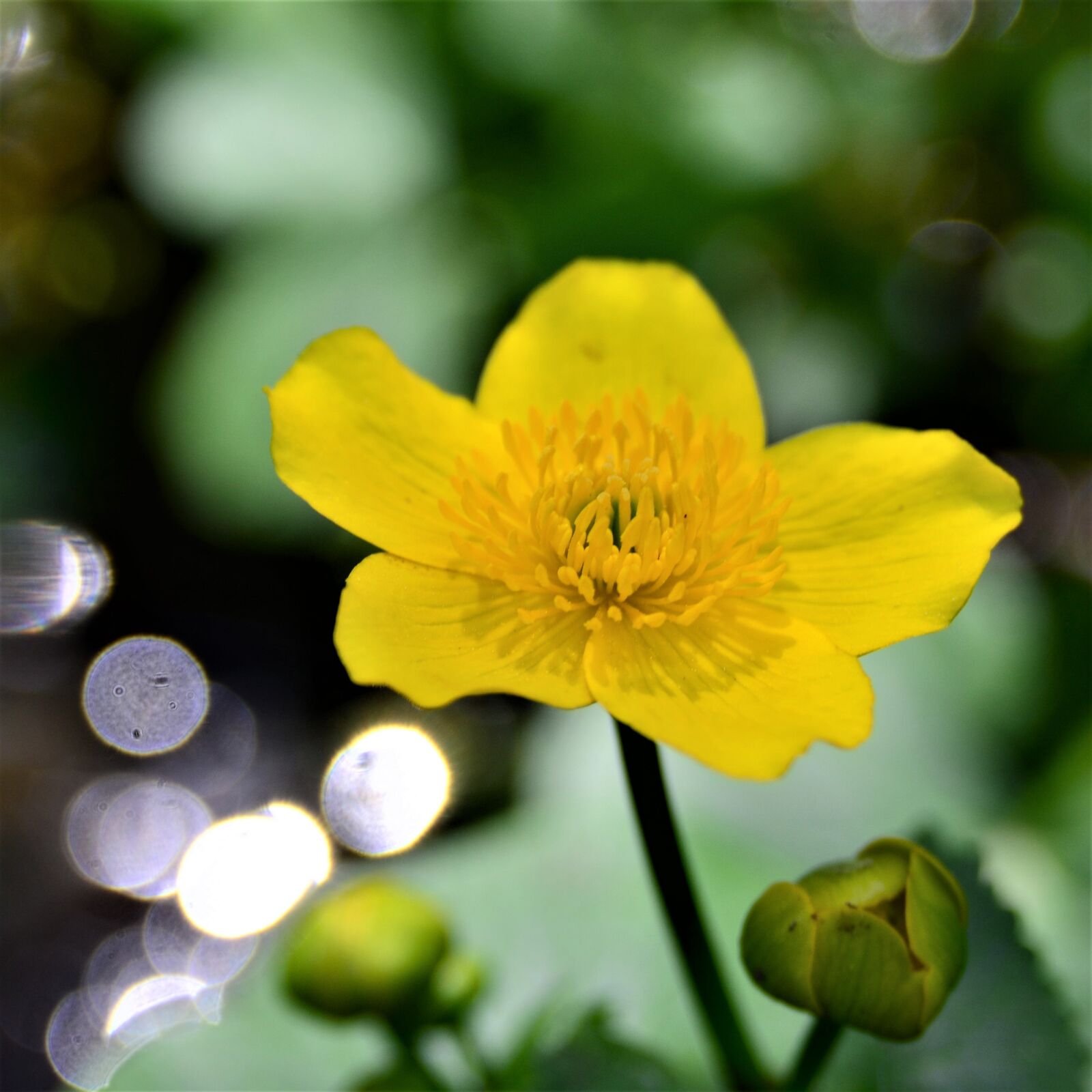 Nikon D7000 sample photo. Caltha palustris, moist, bloom photography