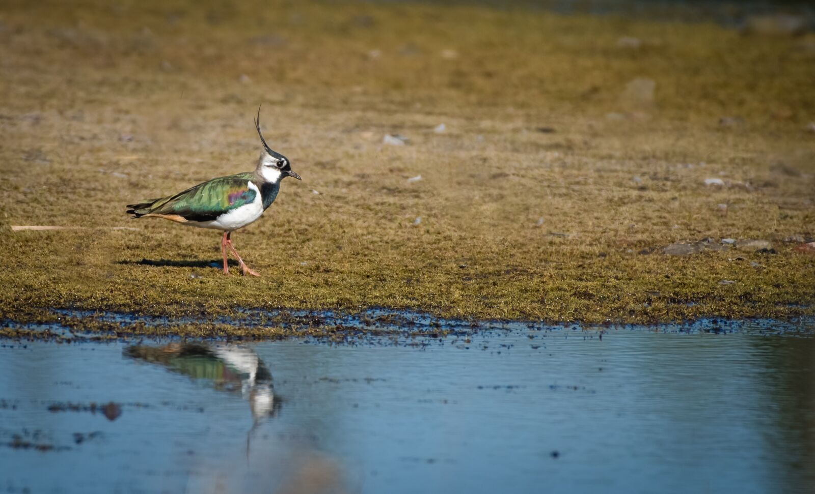 Nikon D500 sample photo. Bird, lapwing, colourful photography