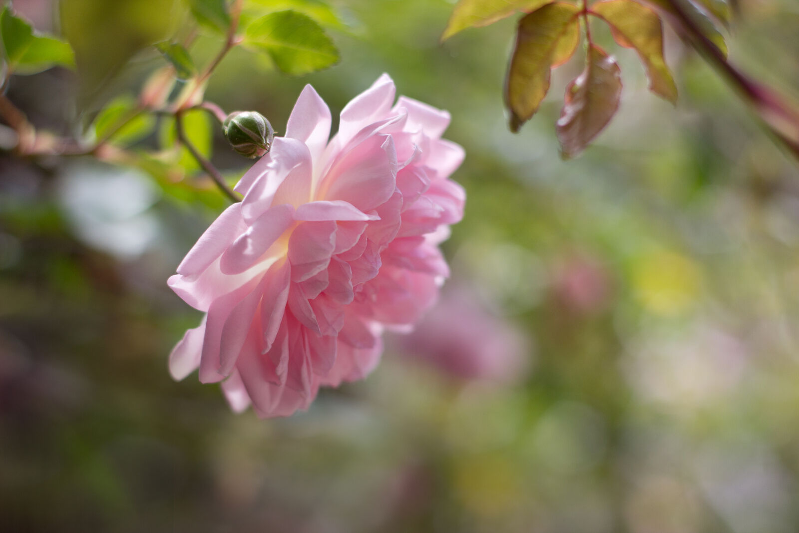Canon EOS 600D (Rebel EOS T3i / EOS Kiss X5) + Canon EF 50mm F1.8 II sample photo. Nature, flower, rose, plant photography