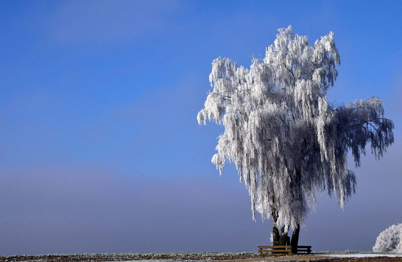 Nikon D3300 sample photo. Tree, winter, wintry photography