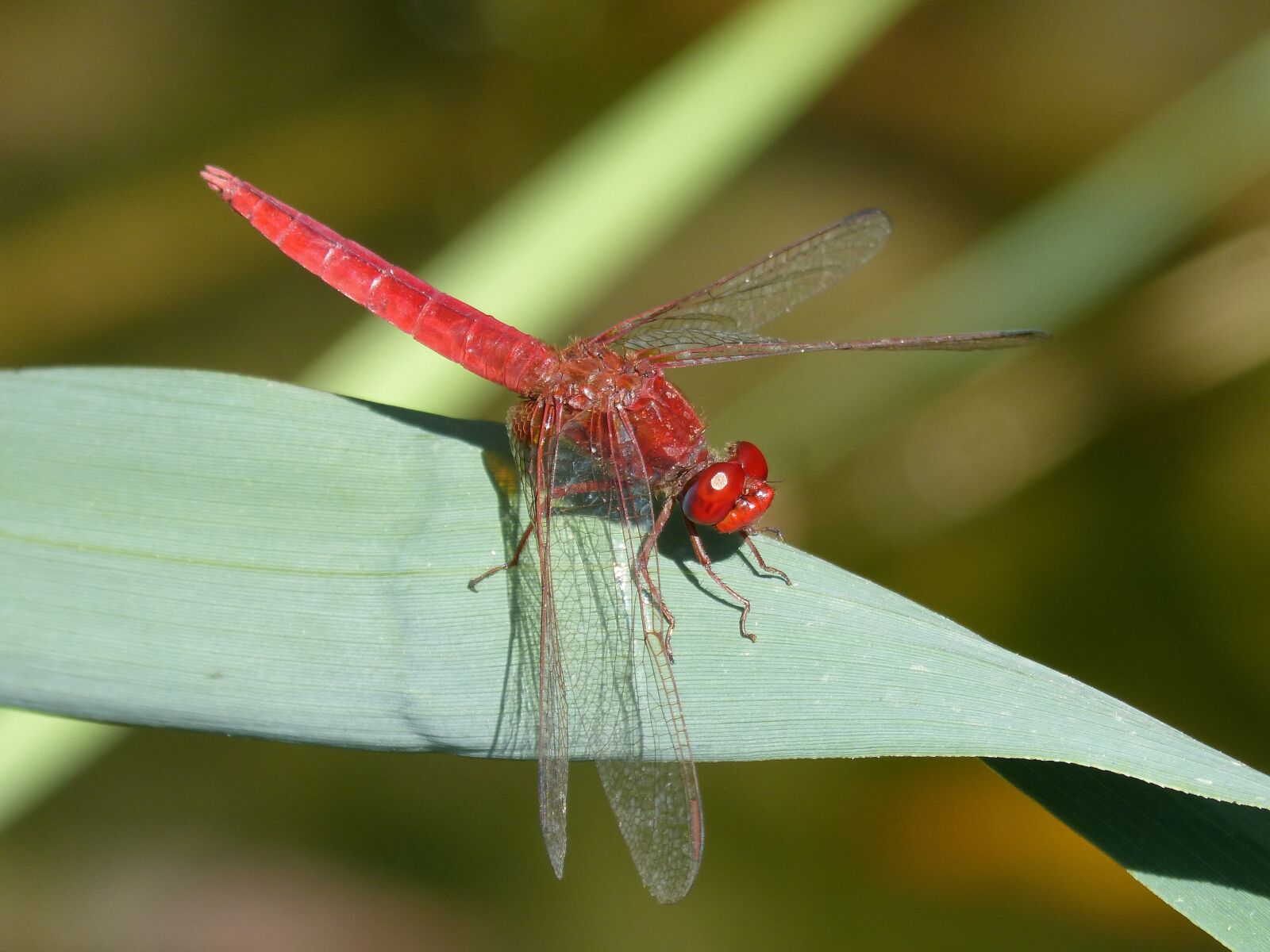 Panasonic DMC-FZ62 sample photo. Red dragonfly, leaf, wetland photography