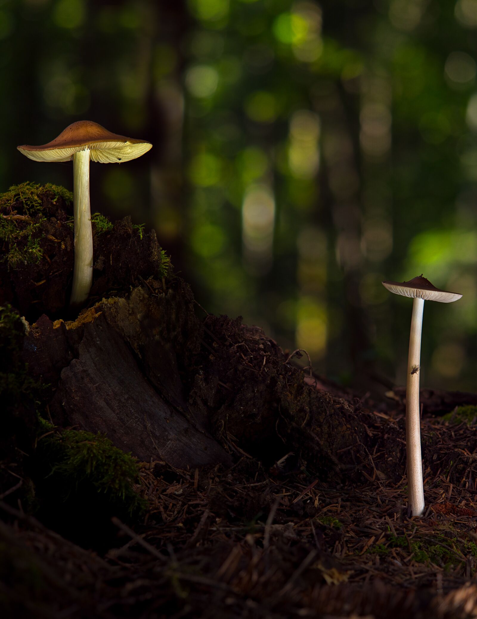 Panasonic Lumix DC-G9 + Olympus M.Zuiko Digital ED 60mm F2.8 Macro sample photo. Mushrooms, forest, magic photography