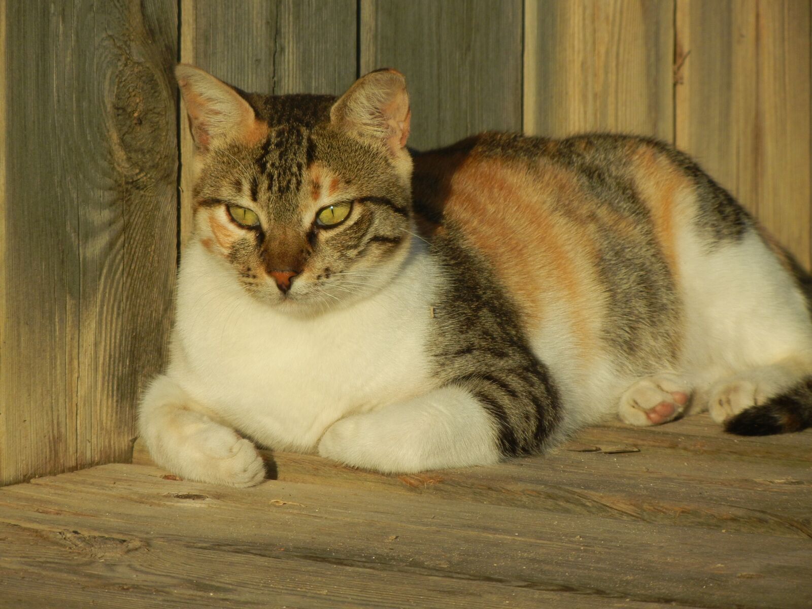 Nikon Coolpix S8100 sample photo. Cat, calico, feline photography