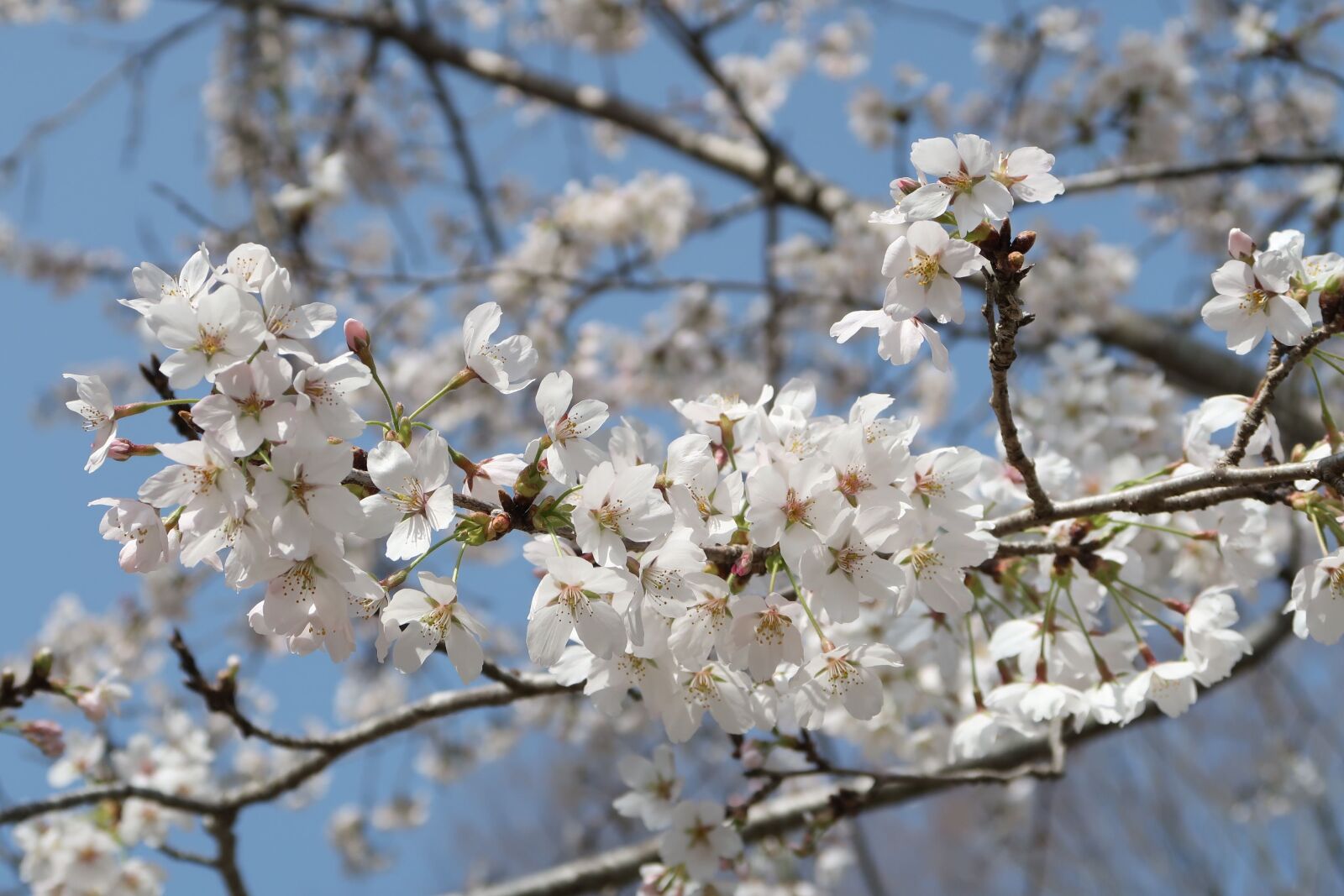 Canon PowerShot G7 X Mark II sample photo. Cherry blossoms, wood, branch photography