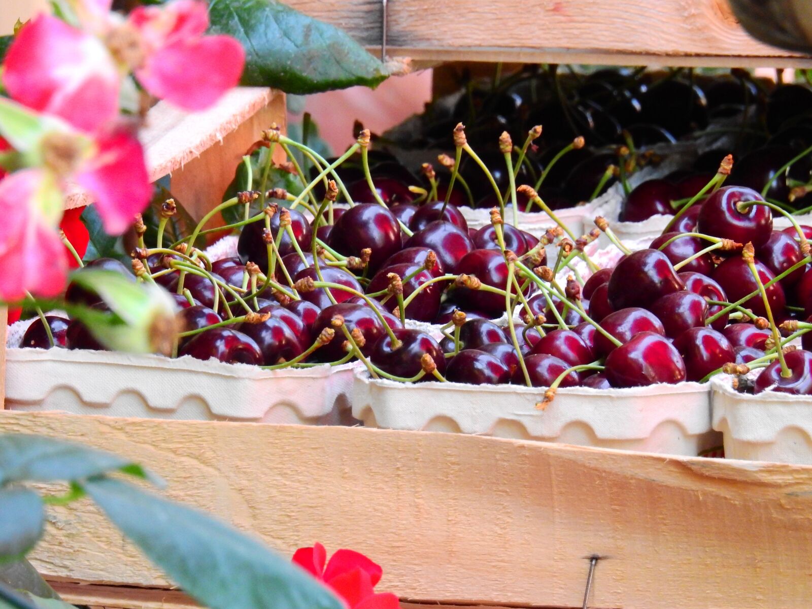 Nikon Coolpix P900 sample photo. Fruit, cherry, drupe photography