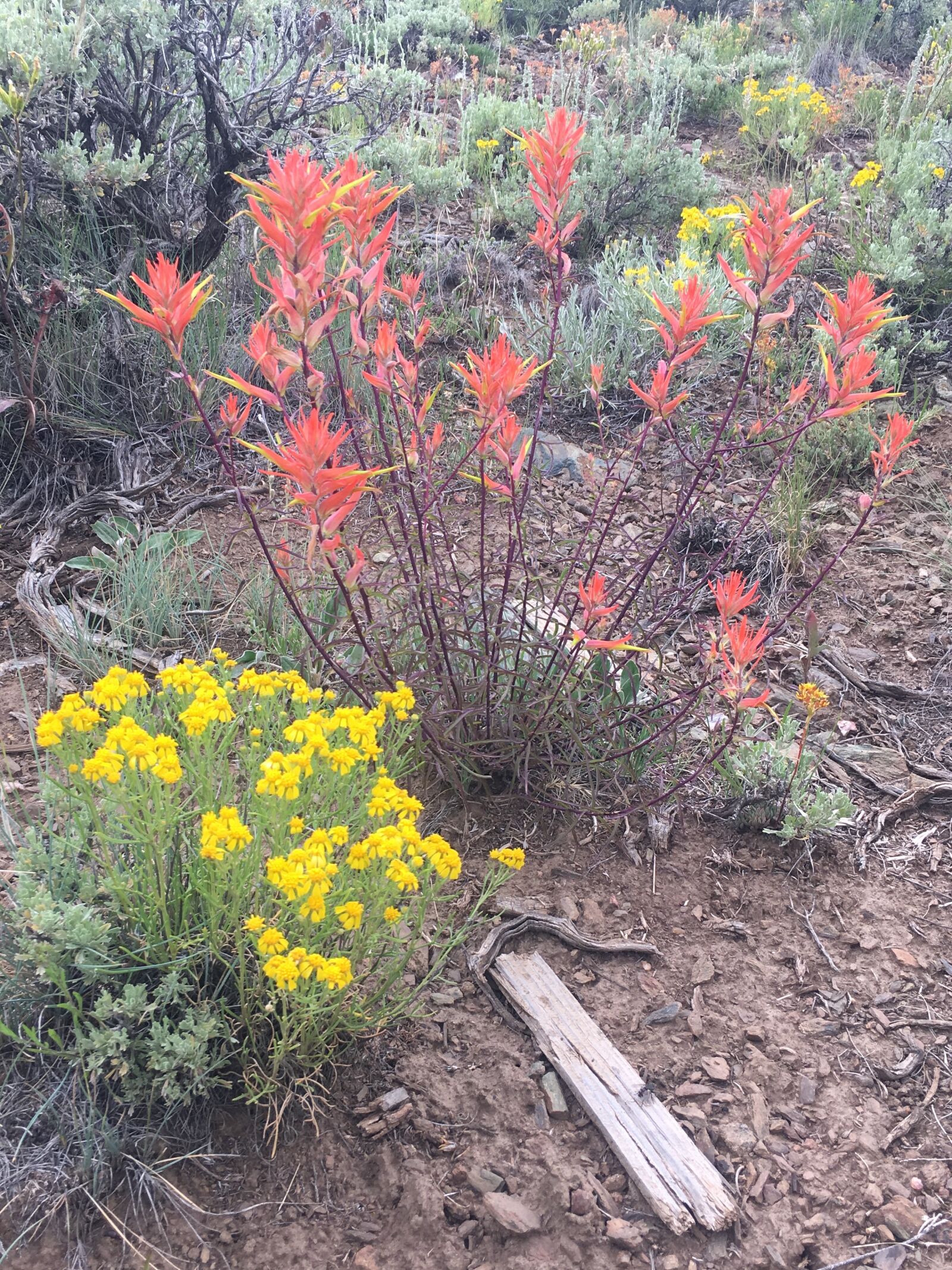 iPhone 6s Plus back camera 4.15mm f/2.2 sample photo. Wild flowers, desert flowers photography