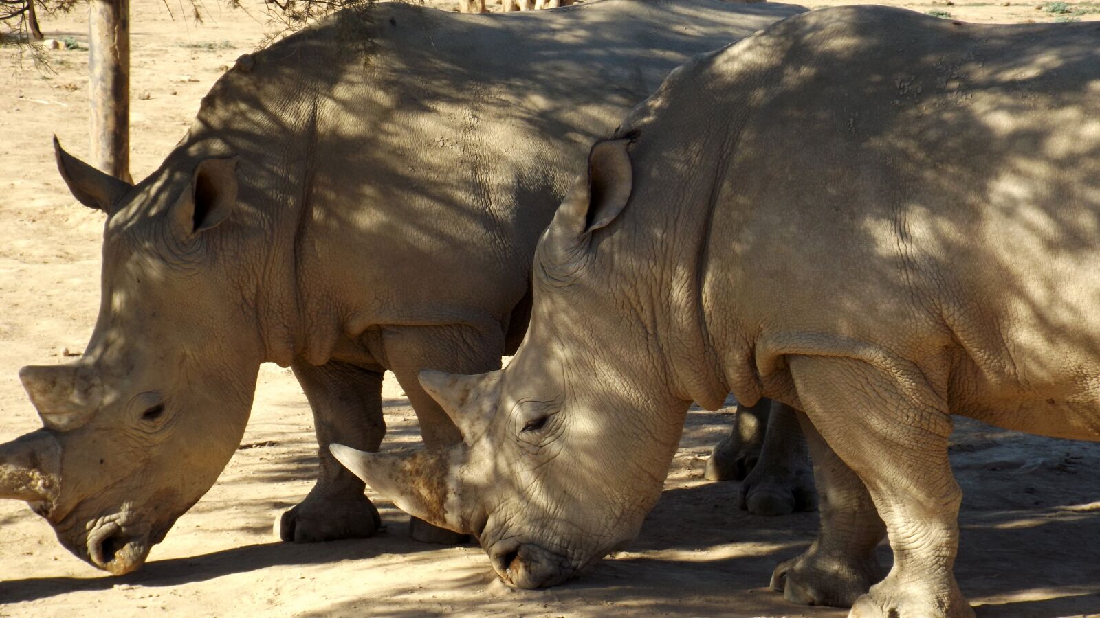 Fujifilm FinePix S4800 sample photo. Rhinoceros, animal, rhino photography