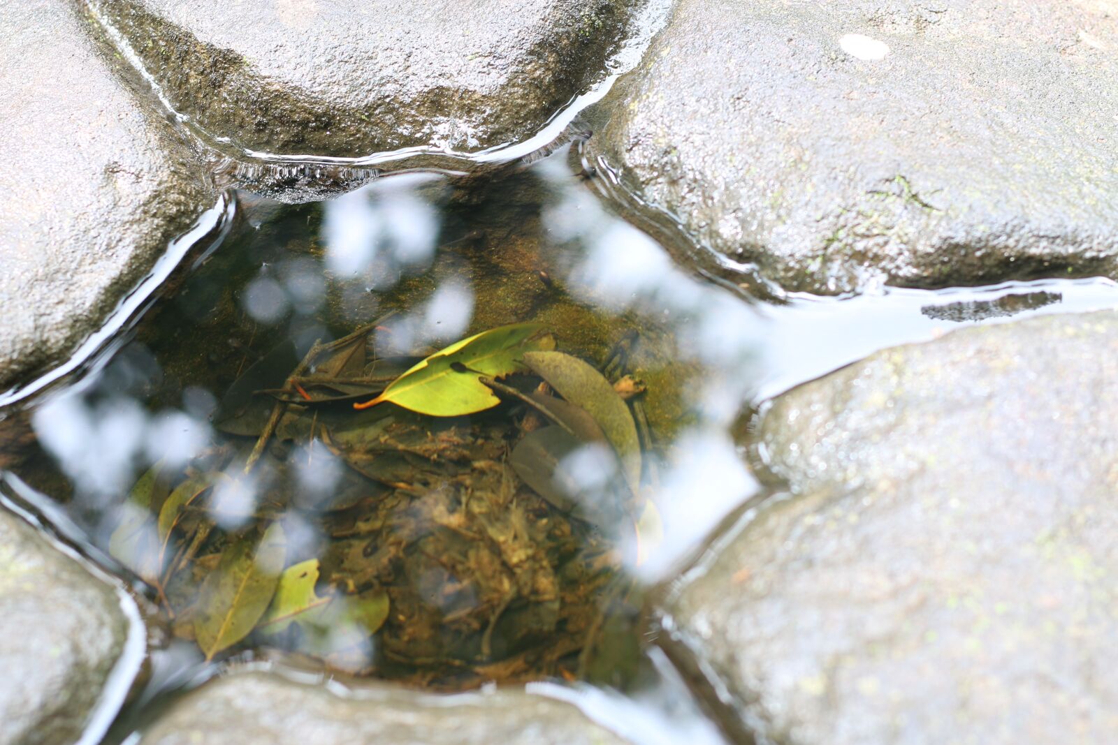 Canon EOS 70D + Canon EF 50mm F1.8 STM sample photo. Stone, water, leaf photography