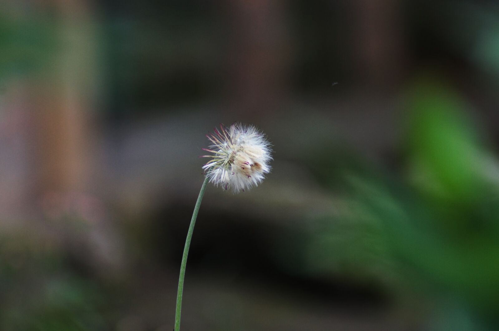 Sony SLT-A55 (SLT-A55V) sample photo. Landscapes, finlandia, quindio photography