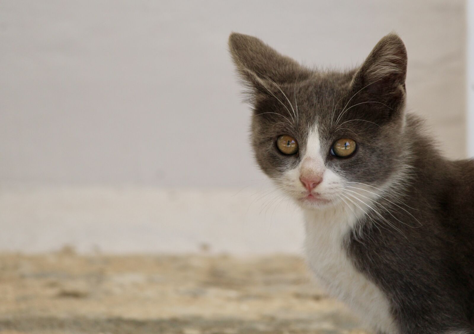 Canon EOS 1200D (EOS Rebel T5 / EOS Kiss X70 / EOS Hi) sample photo. Cat, close up, pet photography