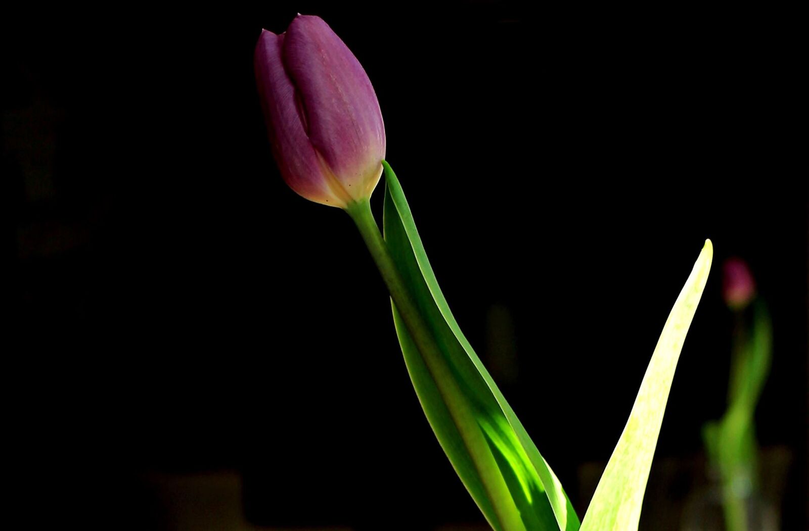 Canon EOS 550D (EOS Rebel T2i / EOS Kiss X4) sample photo. Nature, flower, tulip, leaf photography
