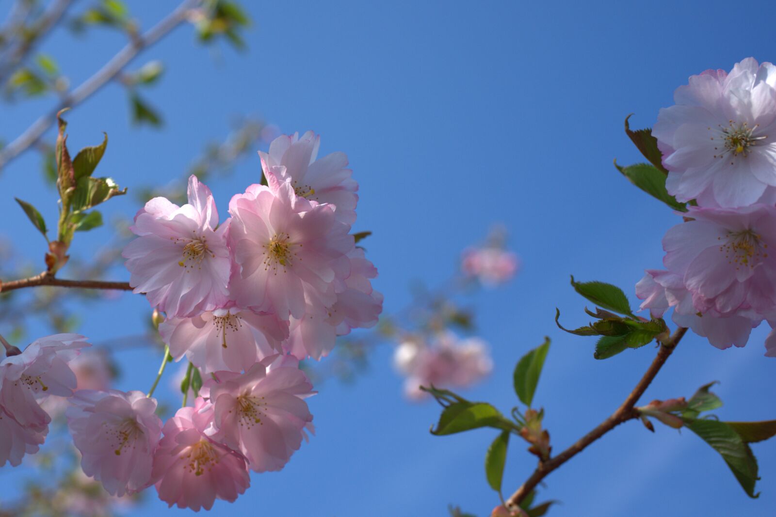 Sony FE 50mm F2.8 Macro sample photo. Spring, cherry tree, cherry photography