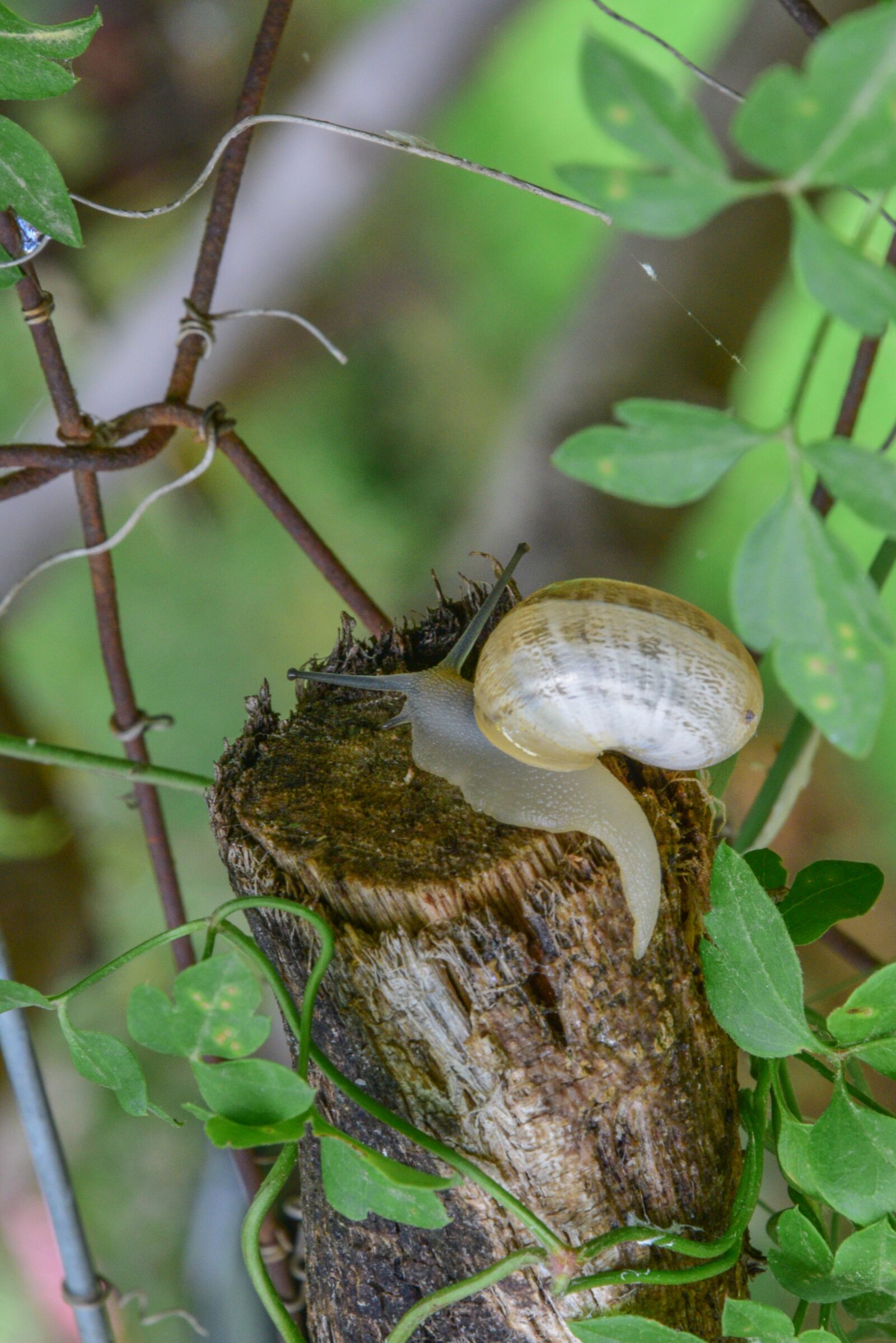 Nikon D3300 sample photo. Snail, green, nature photography