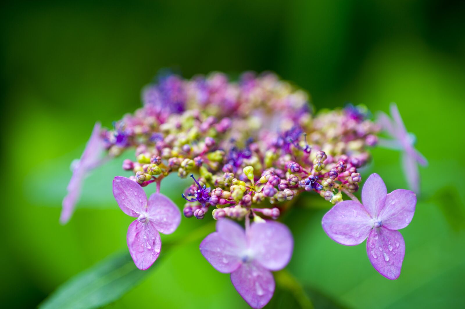 Nikon D3S sample photo. Hydrangea, halla united states photography