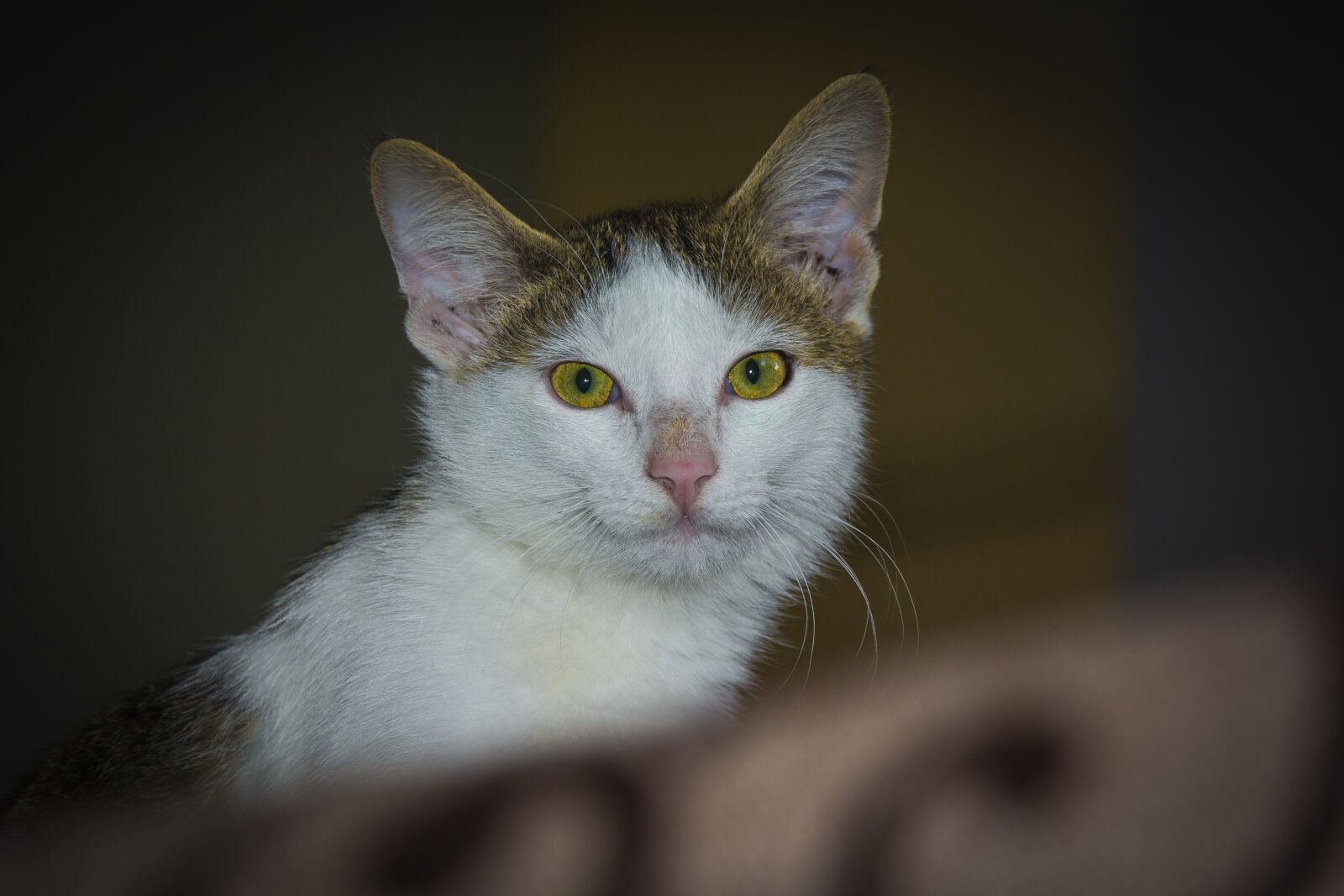 Nikon D7100 sample photo. Cat, pet, kitten photography