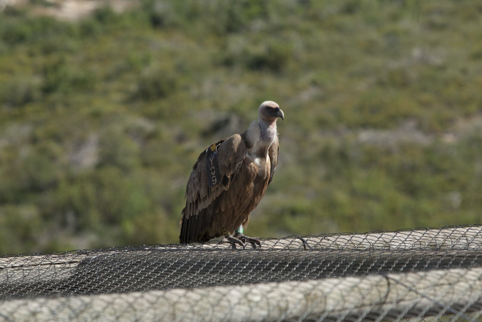 Canon EOS 5D Mark II sample photo. Wings, fly, israel photography