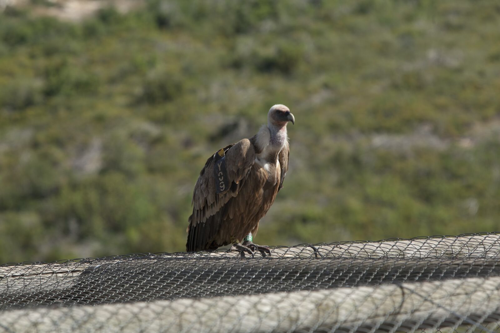 Canon EF 70-200mm F2.8L USM sample photo. Wings, fly, israel photography