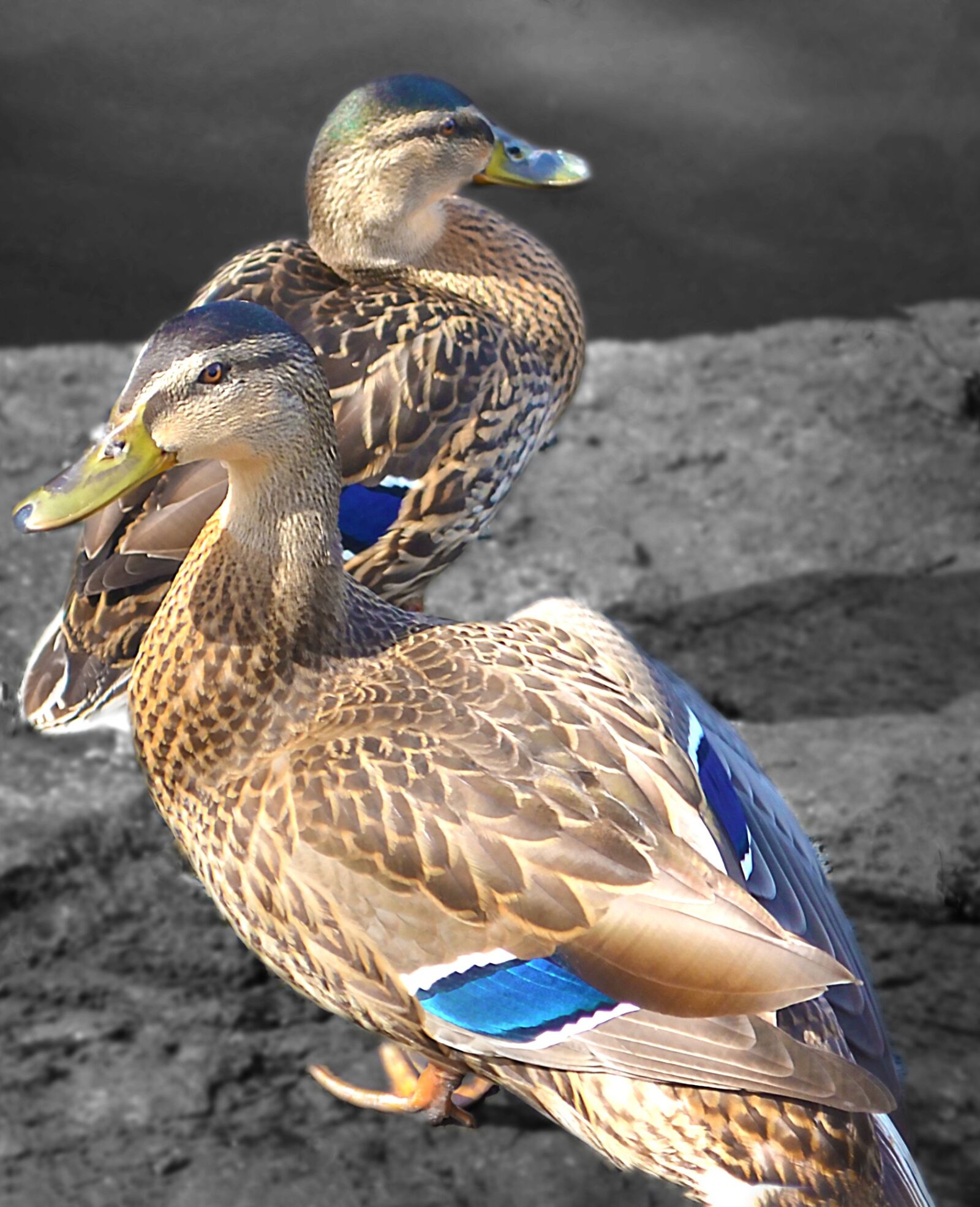 Nikon D5100 sample photo. Mallard duck, duck, bird photography